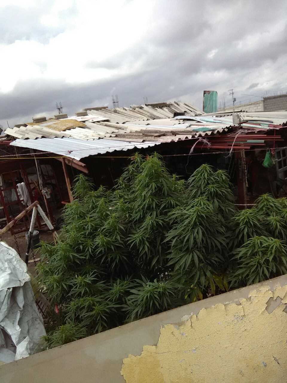 Policía de Tezoyuca descubre plantío de mariguana en ejidos de Tequisistlán  