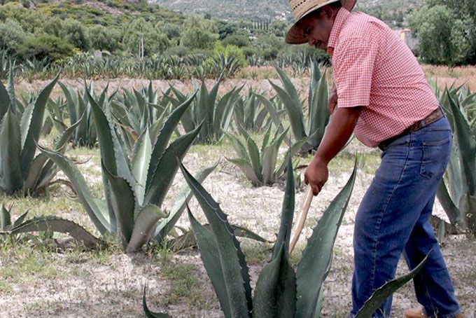 Impulsan cultivo de plantas de maguey y de olivos en San Martín de las Pirámides