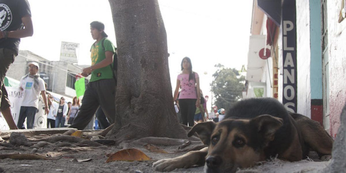 Ubica la SSP 300 sitios peligrosos dónde se registran asaltos