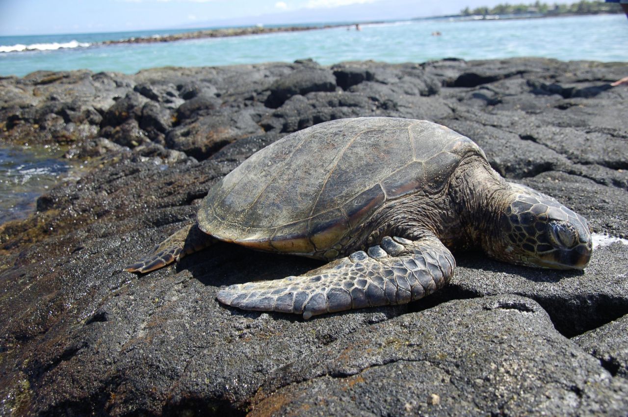 Reconoce EU pesca sustentable en México que protege a las tortugas