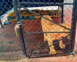 Rescate de un león que vivía en una azotea de la Merced