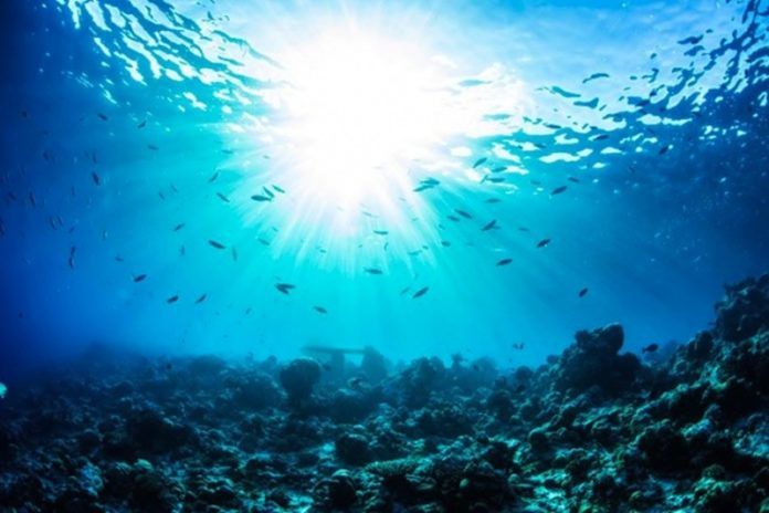 Universitarios mexicanos contribuirían a conservar los océanos