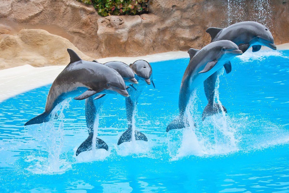 ALDF prohíbe espectáculos con delfines en la CDMX