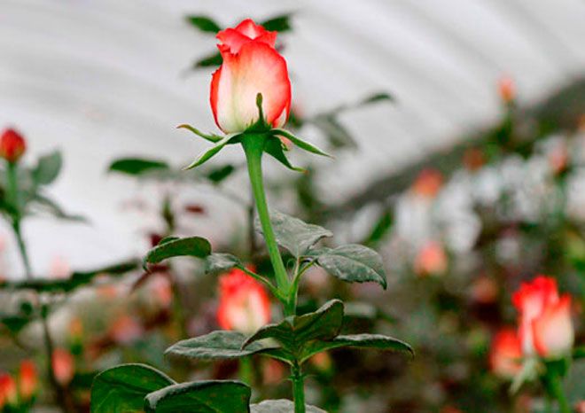Impulsan producción de 90 mil rosas en Tequexquinahuac, Texcoco