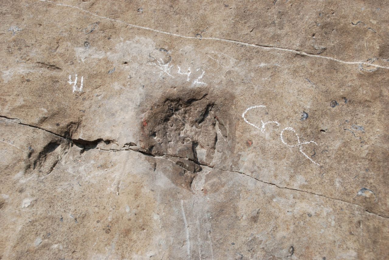 Huellas confirman presencia de dinosaurios en la actual Reserva de la Biosfera Tehuacán-Cuicatlán