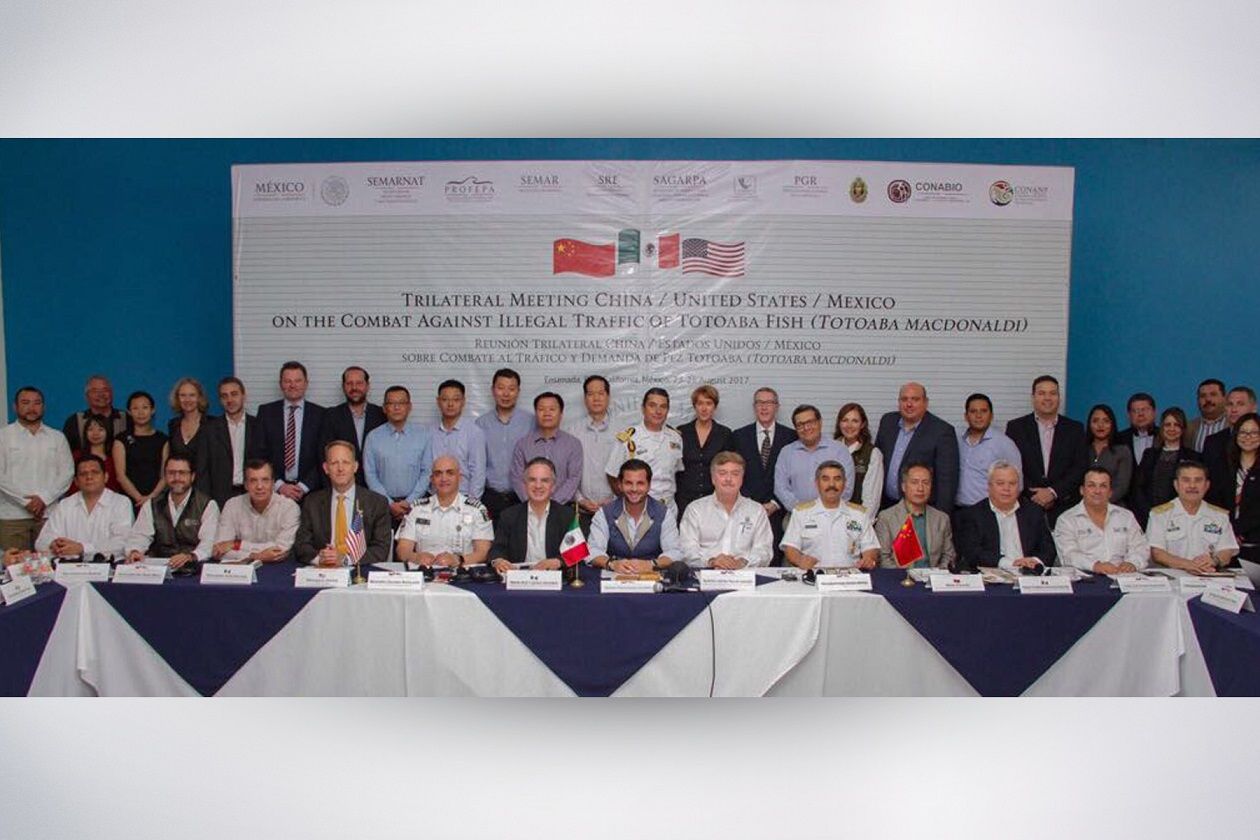 Participa CONAPESCA en Reunión Trilateral China-EU-México
para el combate al tráfico ilegal del pez totoaba 

