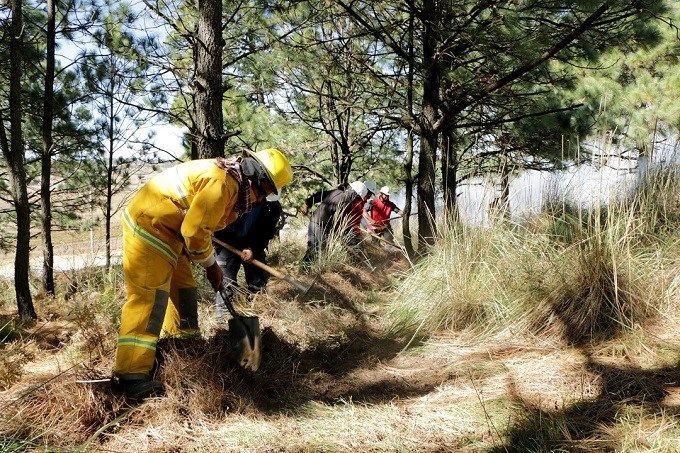 PROBOSQUE previene incendios forestales con 927 kilómetros de brechas cortafuego