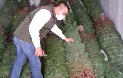 México regresa a EUA más de 15 mil árboles navideños por plagas
