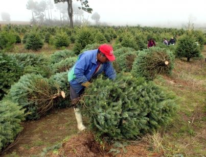 Listos, 19 centros de acopio de árboles navideños en Edomex
