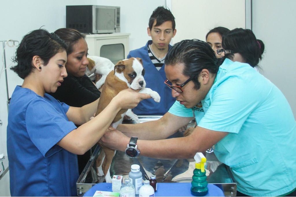Esterilizan a más de 3 mil animales al año en hospital público veterinario