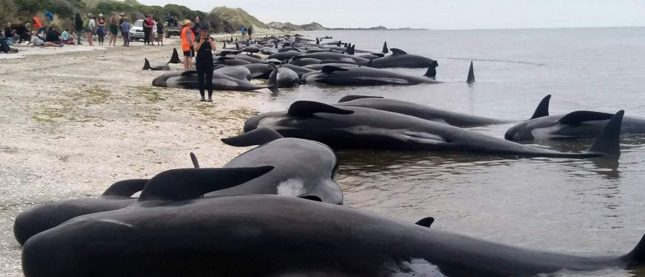Varadas, más de 150 ballenas en playa