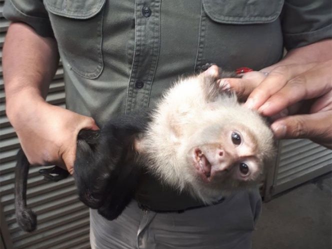 Capturan al mono capuchino de Las Lomas