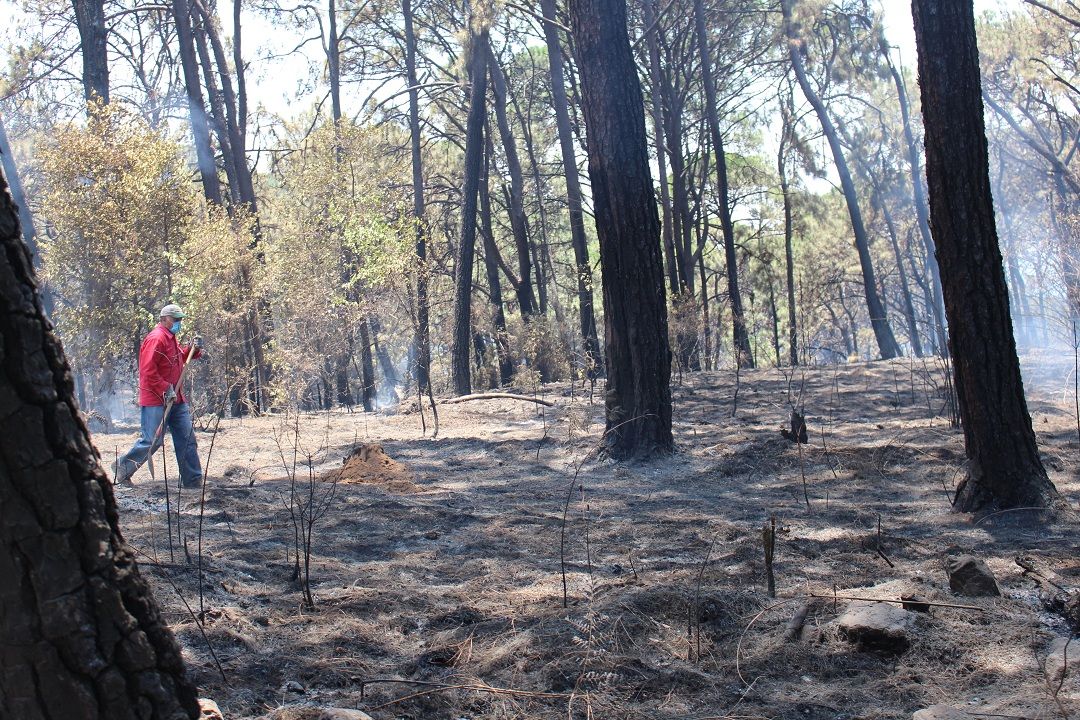 Disminuye número de incendios forestales y superficie afectada en EDOMÉX