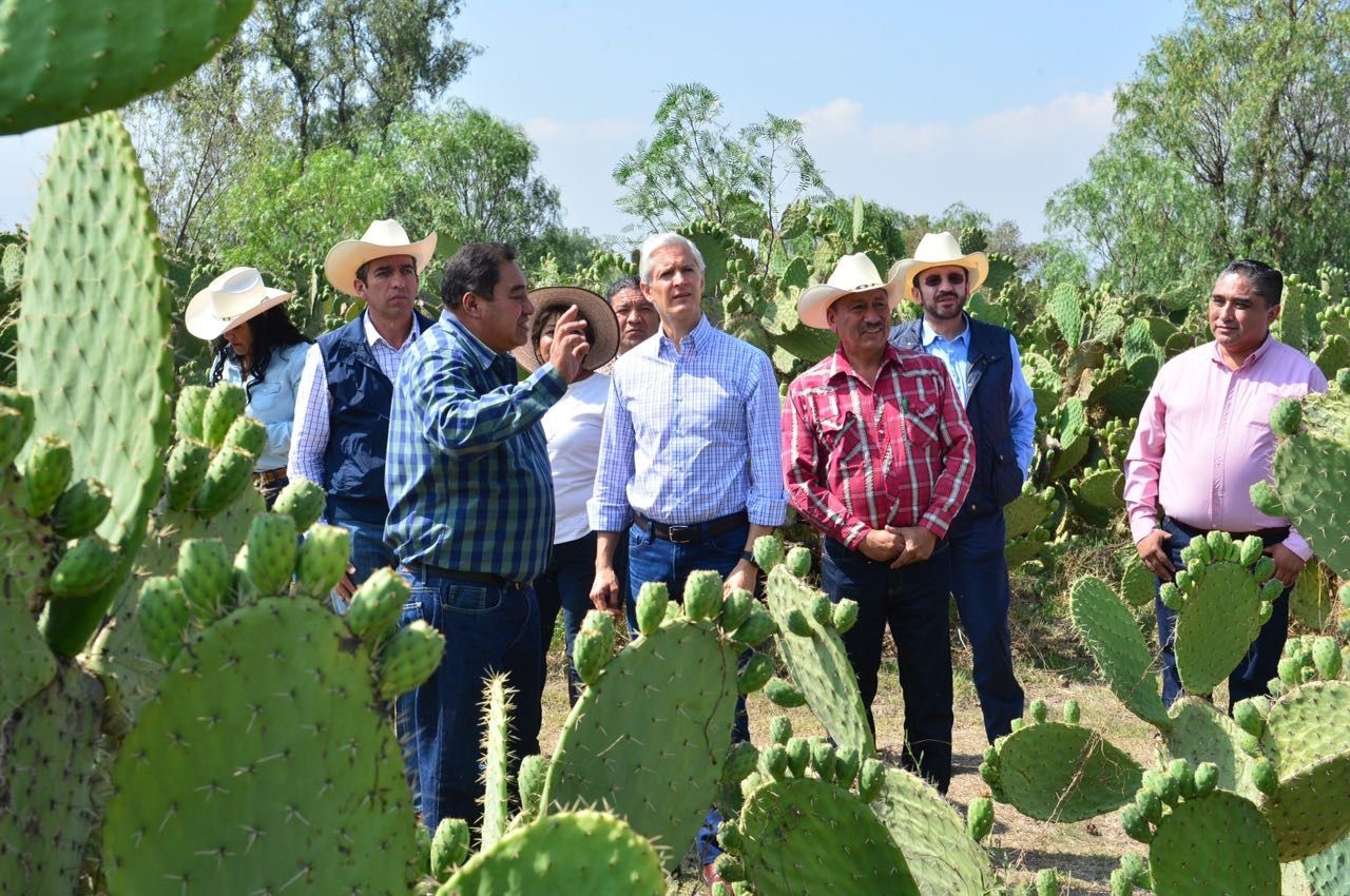 Visita  Gobernador centro de acopio para fortalecer la producción y comercialización  de nopal mexiquense 