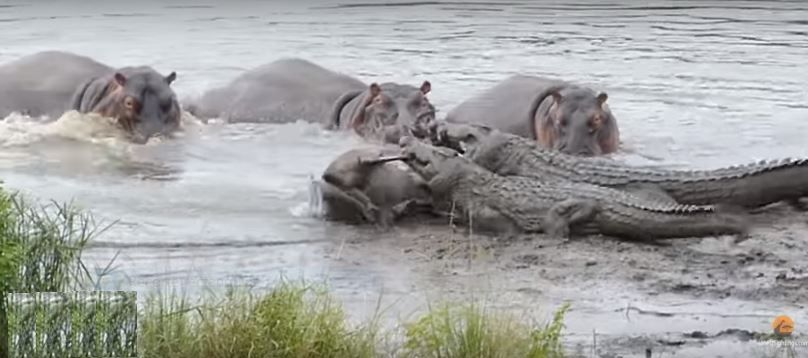 Salvado por hipopótamos de las mandíbulas de dos cocodrilos