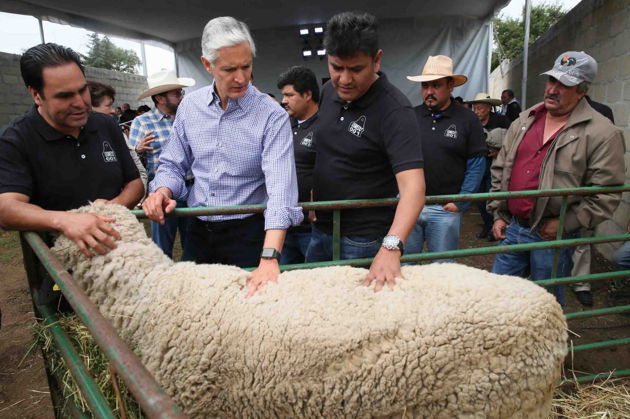 
Impulsará Edoméx crianza de ganado ovino para fortalecer su producción 