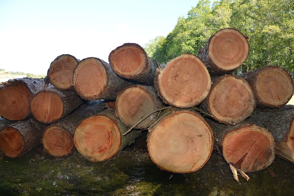 PROFEPA asegura madera de enebro en operativo en el municipio de Taxco de Alarcón, Guerrero