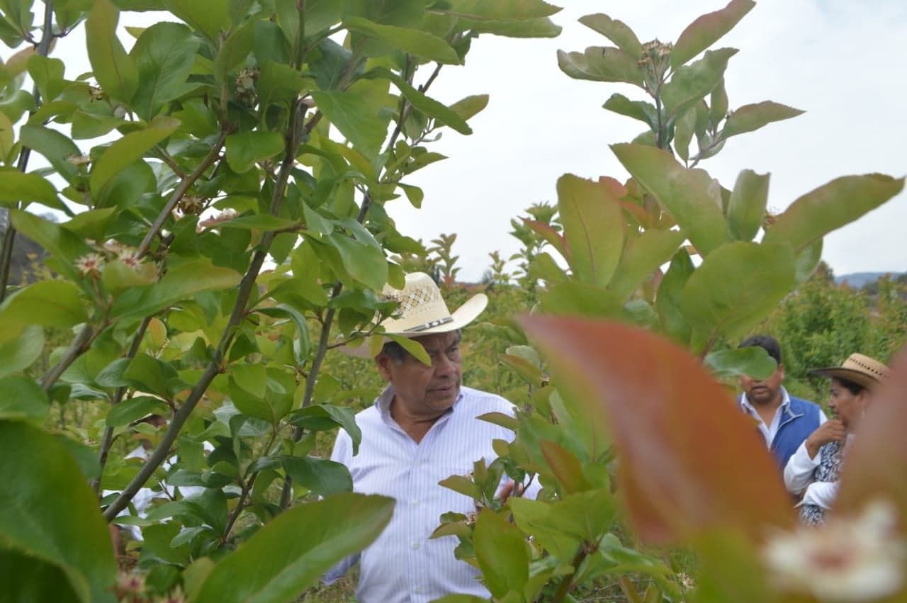 México importa el 80% de las  frutas de clima temporal-Frio