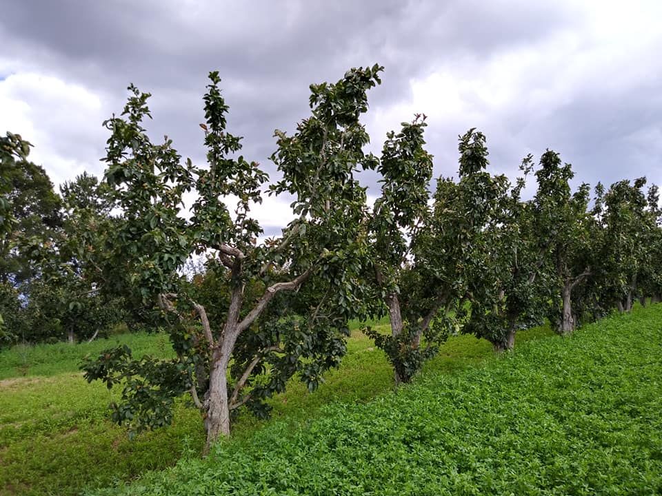 ’México importa el 80% de las frutas de clima temporal-frío’, Raúl Nieto