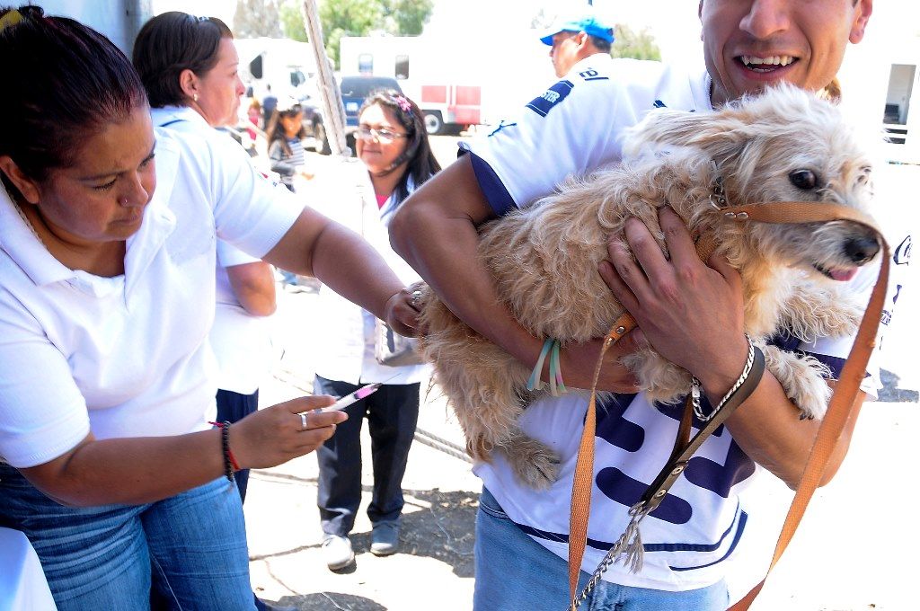 Ocupa Edoméx primer lugar nacional en esterilizaciones de perros y gatos