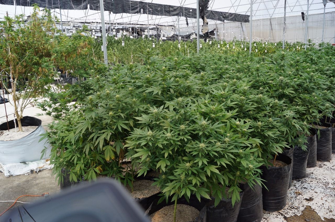 Aseguran FGJEM Y SEDENA invernadero de marihuana en los límites de Zumpango y Hueypoxtla