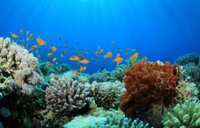 El cambio climático modifica la composición de los arrecifes