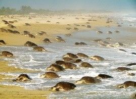 Investigan muerte de quelonios sobre las playas de Tecpan y del Río Atoyac 