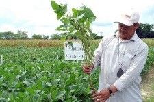 La sierra Juárez invadida por siembra de maíz transgénicos por la empresa Monsato