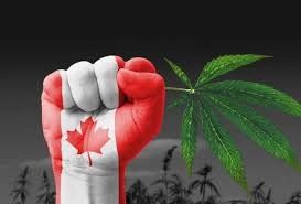 Fue aprobado en Ottawa Canadá libre comercialización de la venta de marihuana