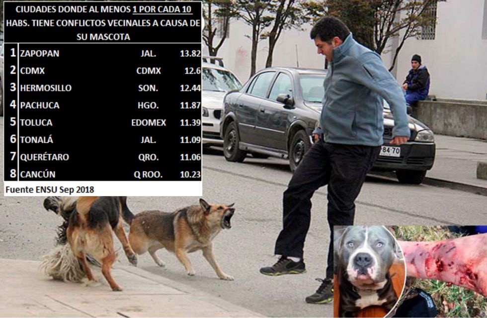 Las ciudades con las personas más irresponsables al cuidado de mascotas