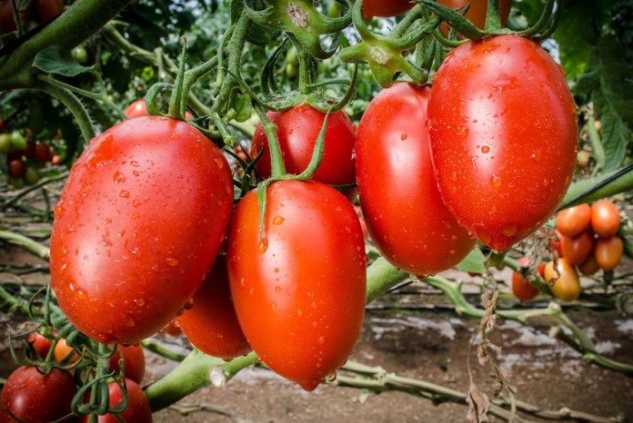 Piden para tomateros mejores condiciones para competir en EE.UU