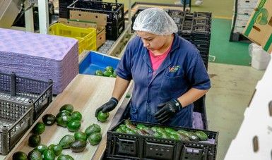 Garantiza el UMSCA acceso de productos agroalimentarios de México a América del Norte