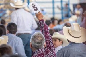 Tamaulipas deja huella con el Programa de Mejoramiento Genético Pecuario Tam 2018.