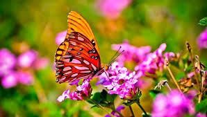 Es mariposa monarca símbolo mazahua que marca el inicio de la cosecha y el reencuentro con los antepasados