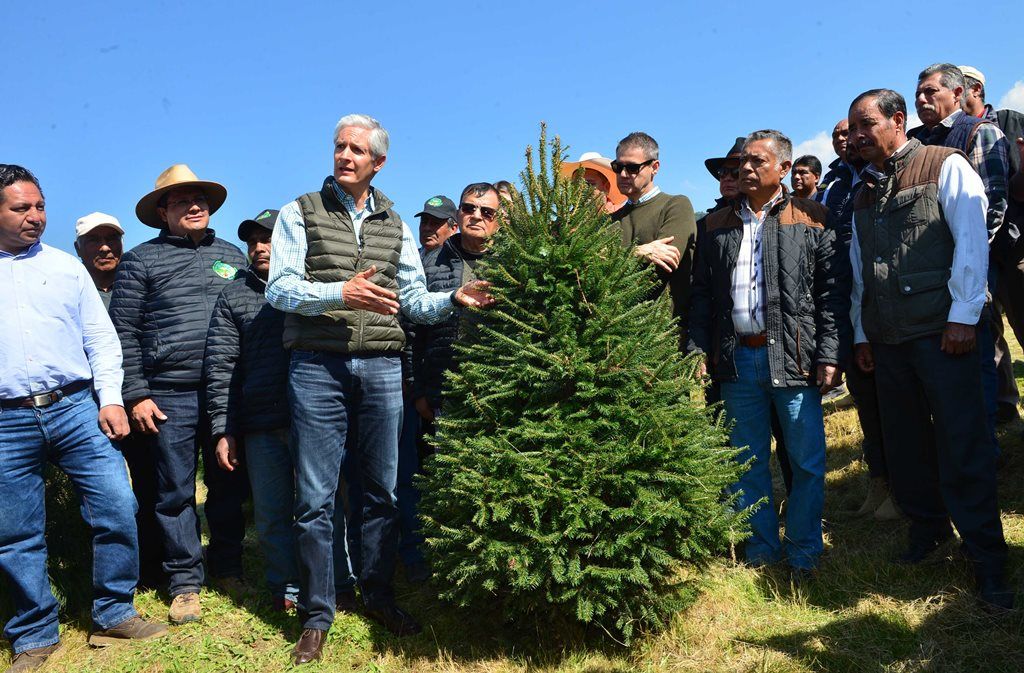El gobernador Alfredo del Mazo,  inicia campaña de comercialización de árboles de navidad 2018, en  Amecameca