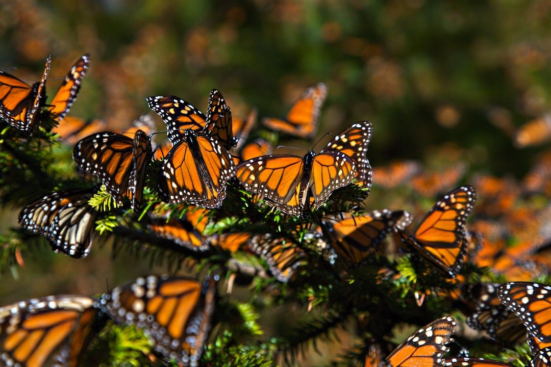 Mariposas Monarca hacen su templo en el Edomex 
