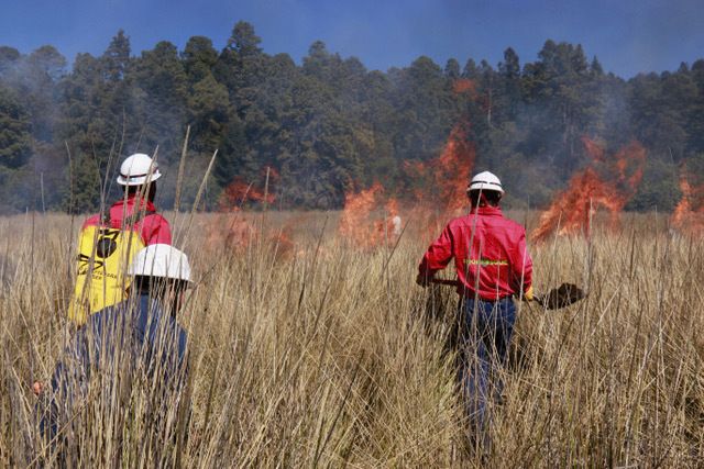 Previene probosque incendios forestales a través de quemas controladas