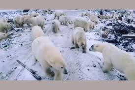 Declaran emergencia en Rusia por invasión de osos polares