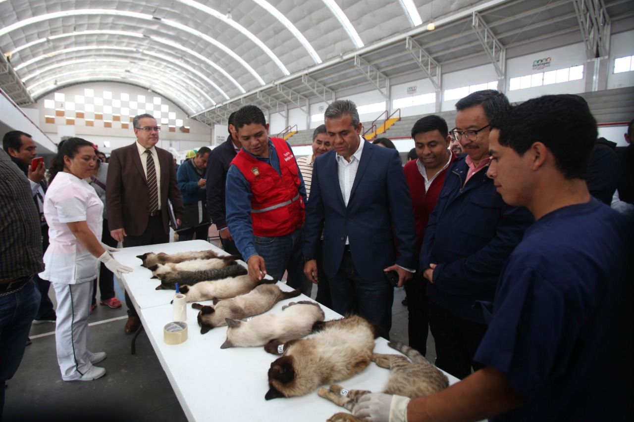 Ecatepec establece récord nacional al esterilizar a más de mil mascotas en un solo día