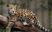 La sierra del Estado de Hidalgo, es un lugar propicio para el puma y el jaguar,