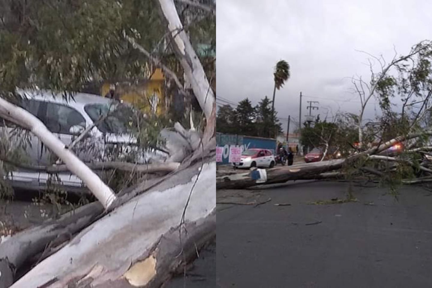 Fuerte viento derriba árbol y cae sobre vehículo en la México-Texcoco 
