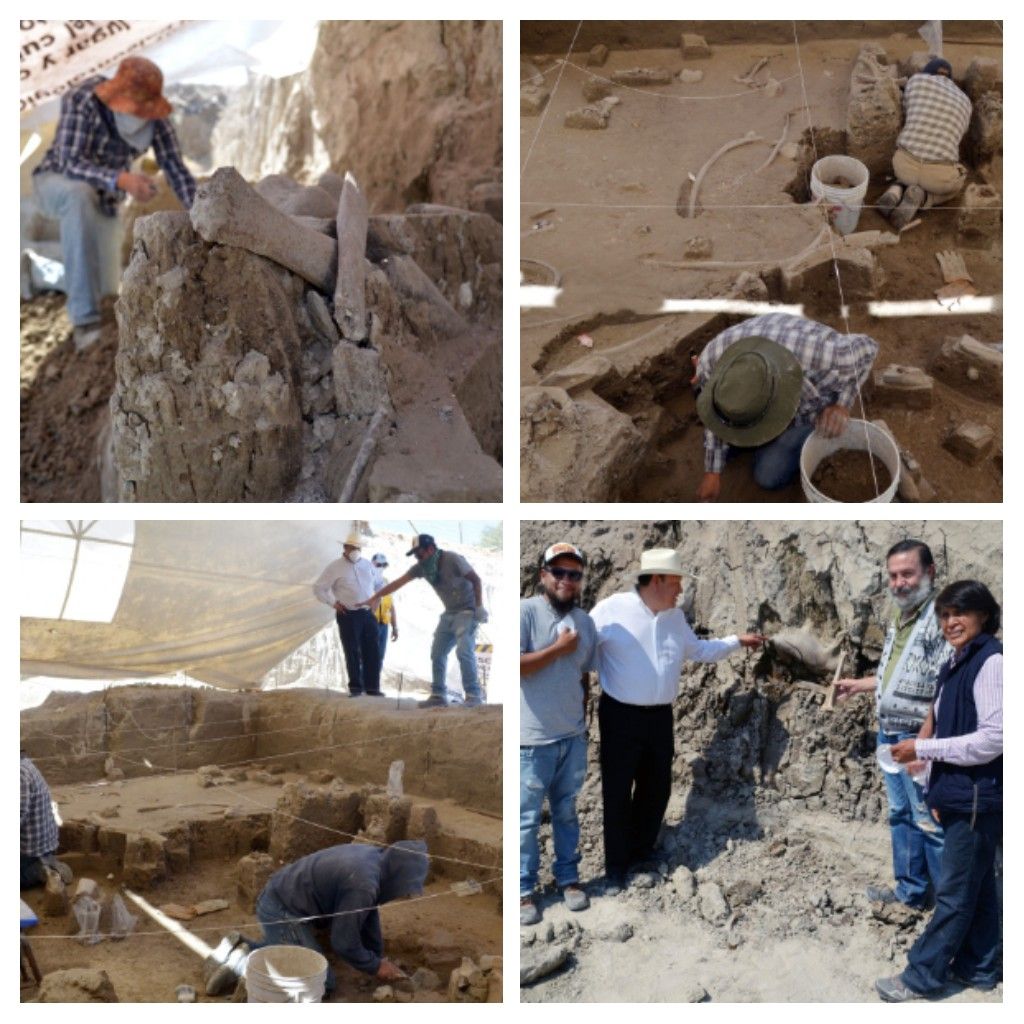 Localizan nuevos restos de mamuts en Tultepec.