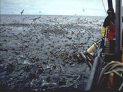 Hoy viernes inicia la veda temporal para la pesca de todas las especies de camarón en el Océano Pacífico