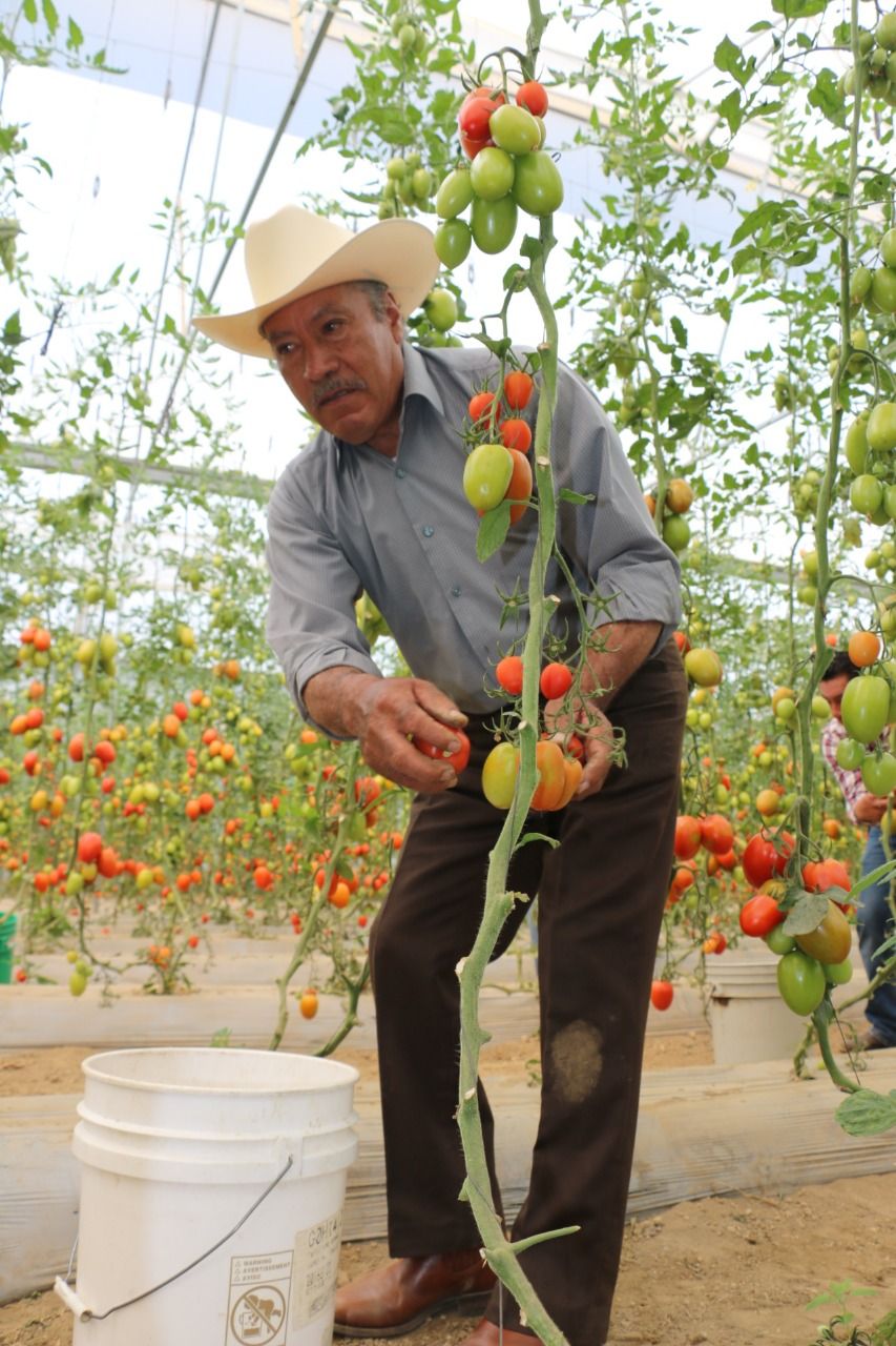  Capacita SEDAGRO a más de 200 productores de jitomate mexiquenses 