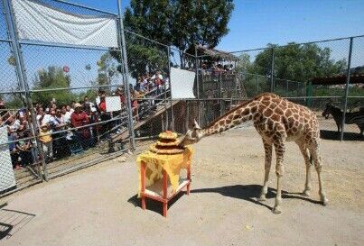 Celebran primer cumpleaños de  la jirafa Guga en el Parque Ehécatl de Ecatepec
