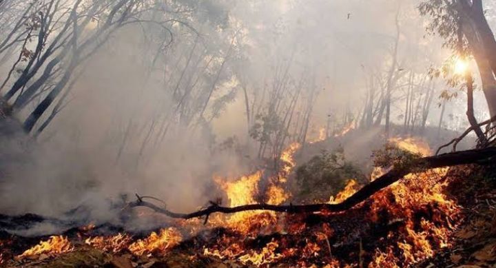Más de dos mil incendios forestales son registrados en los últimos 4 meses en México