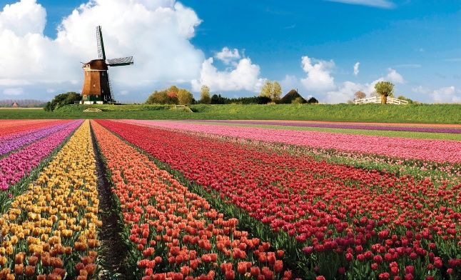 Empieza la temporada de tulipanes en Holanda