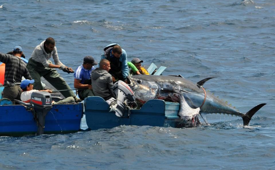 Sin freno exportaciones de atún mexicano