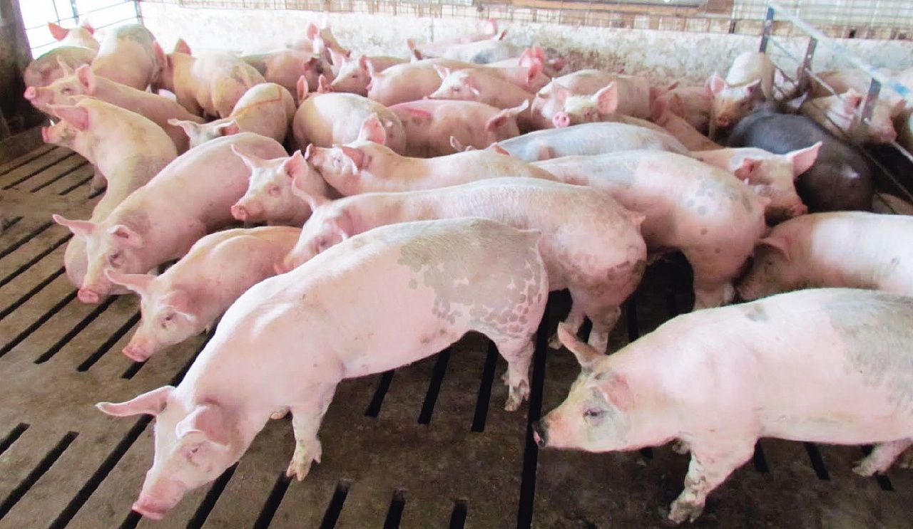 Trabajan en prevención de peste porcina en África