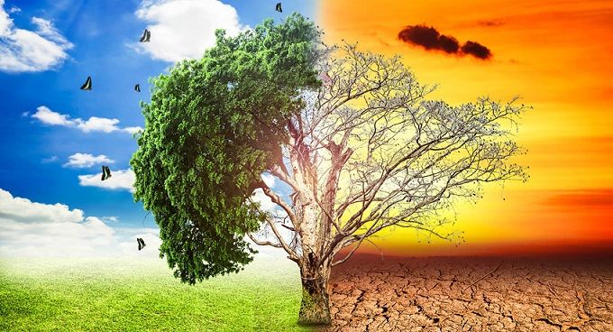 Cambio climático reduce tiempo de vida de árboles, revela estudio